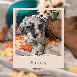 Goldendoodle Puppies from The Dood Effect