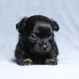 Chihuahua and Pomeranian Puppies from PNW Designer Toy Breeds