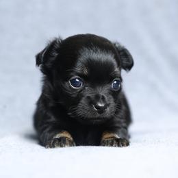 Chihuahua and Pomeranian Puppies from PNW Designer Toy Breeds