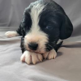 Bob - Black tri-color male Assorted Doodle Crosses puppy in Blackfoot, Idaho from Lucky Pup Meadows
