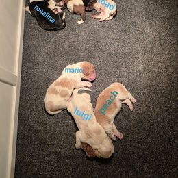 Basset Hound Puppies from Flopper Bopper Basset Hounds