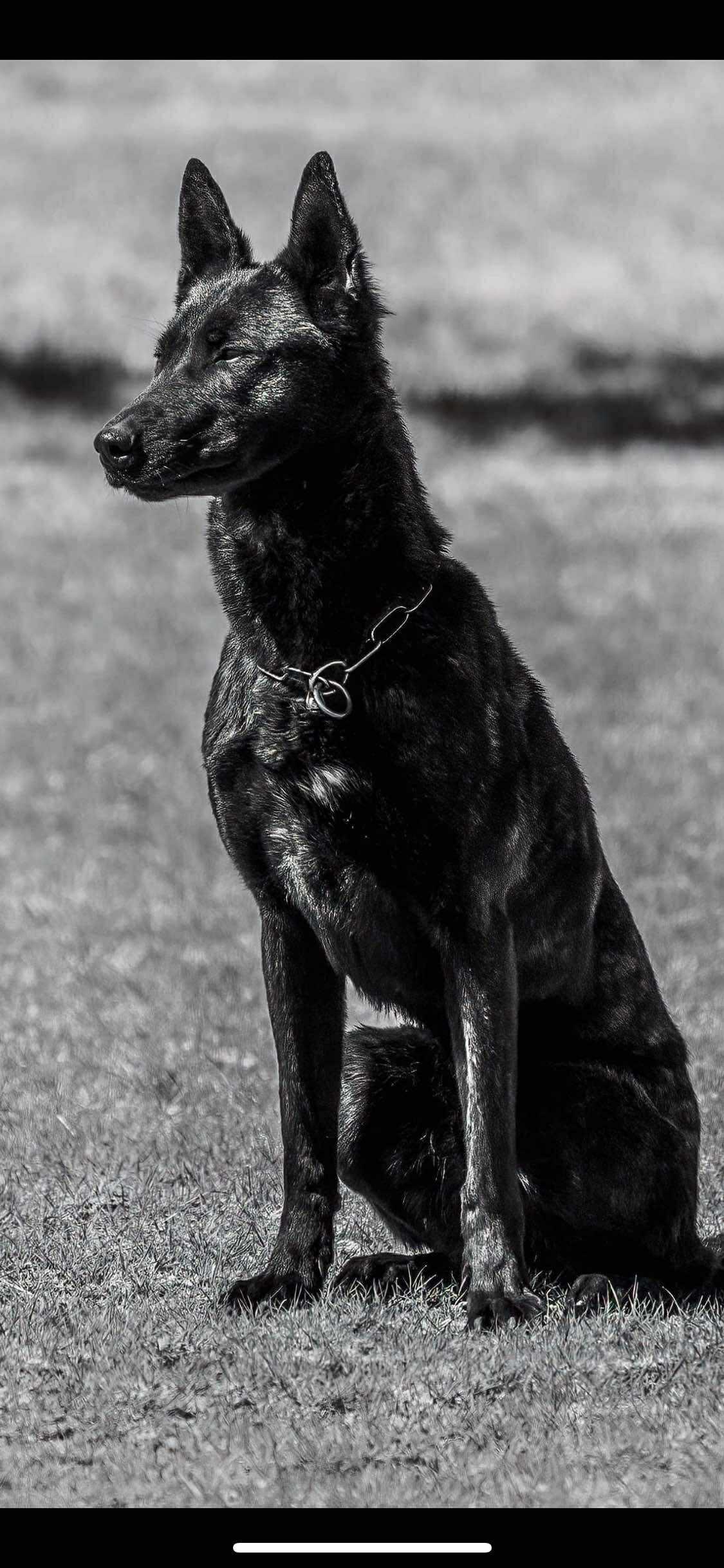 Bruin