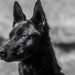 Bruin - Dutch Shepherd