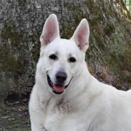 Rudy - Berger Blanc Suisse