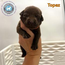 Topaz - Chocolate male Labrador Retriever puppy in Elloree, South Carolina from Moonlight Kennels LLC