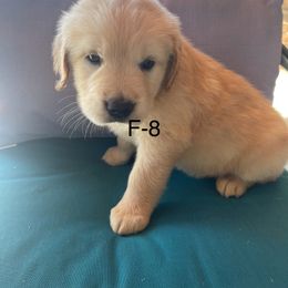 Purple - Golden female Golden Retriever puppy in Coppell, Texas from Emily Goetting