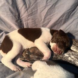 Ash - Liver and white male German Shorthaired Pointer puppy in Georgia from CMC Farms