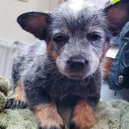 Cheek mark - Blue speckled male Australian Cattle Dog puppy in Lenoir, North Carolina from Blue Coyote Ranch