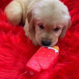 Golden Retriever Puppies from American True Golden retriever