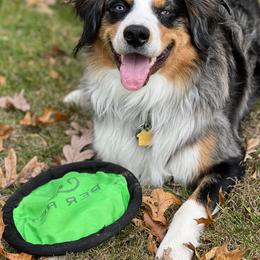 Miniature Australian Shepherd and Toy Australian Shepherd All Grown Up from Rolling Ridge Farms