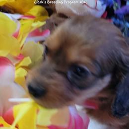 Atlas (AKC and CKC registration included) - Sable male Dachshund puppy in Terlton, Oklahoma from CLARK'S BREEDING PROGRAM