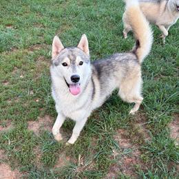 Boyd - Gray and white male Siberian Husky puppy in Loudon, Tennessee from Kristari Siberians