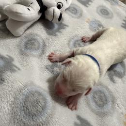 Big Blue - White and black male Dalmatian puppy in Hastings, Florida from Love My Spotty Dalmatians