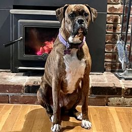 Boxer All Grown Up from Sunshine Boxers 95988