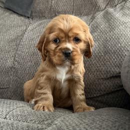 Cocker Spaniel Puppies from A&J Kennel