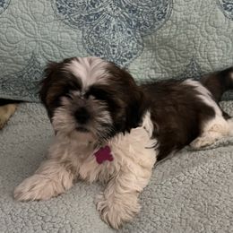 Travis - Red and white male Shih Tzu puppy in Scottdale, Pennsylvania from Nancy’s Majestic Shih Tzus
