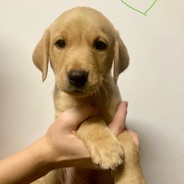 Green - Yellow male Labrador Retriever puppy in Newaygo, Michigan from Royal Oak Gundogs