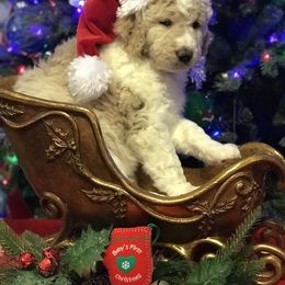 Goldendoodle, Schnoodle, and Sheepadoodle Puppies from Dood Ranch