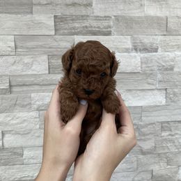 Cavapoo Puppies from Corrington Curls