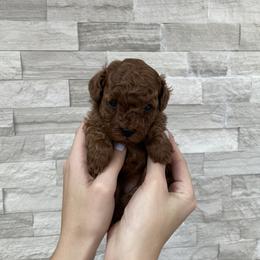 Cavapoo Puppies from Corrington Curls