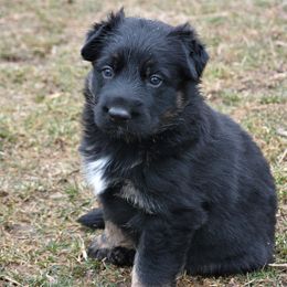 German Shepherd Puppies from Gnadehund German Shepherds