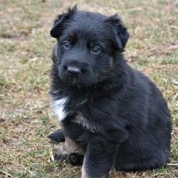 German Shepherd Puppies from Gnadehund German Shepherds