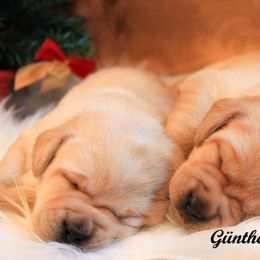 Labrador Retriever Puppies from Günther Labradors