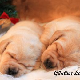 Labrador Retriever Puppies from Günther Labradors