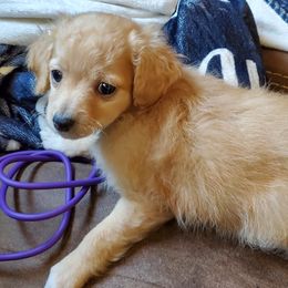 Honey Suckle - Apricot female Aussiedoodle puppy in Grants Pass, Oregon from Down Under Doodles