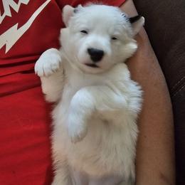 Payson - Black and white female Border Collie puppy in Chino Valley, Arizona from Dog Pond Border Collies