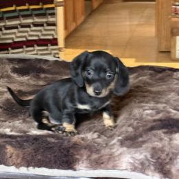 Connie - Black and tan female Dachshund puppy in Salem, Oregon from Ide's of March Dachshunds