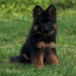 German Shepherd Puppies from Esteemed K9 German Shepherds