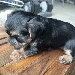 Miniature Schnauzer and Yorkshire Terrier Puppies from Copper Rose Farm