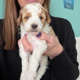Rubble - Parti male Poodle puppy in Cedar City, Utah from Precious Paws Ranch
