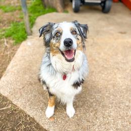 Harper - Australian Shepherd