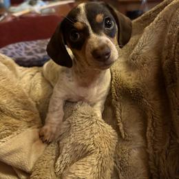 Dachshund Puppies from The Wienery