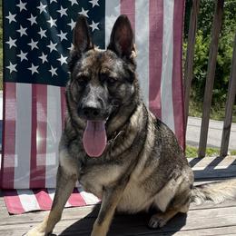 German Shepherds from roby roark