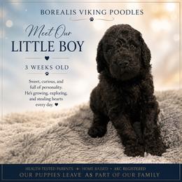 Blue Erling - Black male Poodle puppy in Louisville, Kentucky from Borealis Poodles