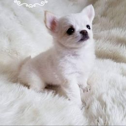 Chihuahua Puppies from Lucky Star Chihuahuas