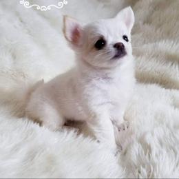 Chihuahua Puppies from Lucky Star Chihuahuas