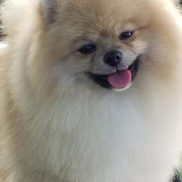 Pomeranians from Krrish