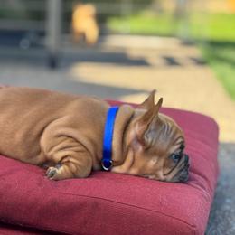 Redd - Fawn male French Bulldog puppy in Molalla, Oregon from Miller Frenchie Farm