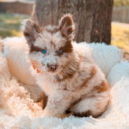 Baguette - Merle female Pomsky puppy in Cleveland, Ohio from Lake Point Pomskies
