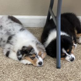 "Hard day at work!" Australian Shepherd Puppies from Mezzo Australian Shepherds