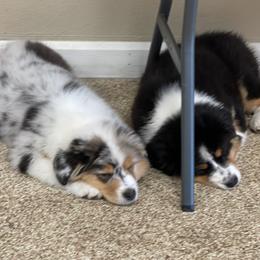 "Hard day at work!" Australian Shepherd Puppies from Mezzo Australian Shepherds