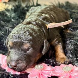Kit Kat - Sable female Poodle puppy in Lakeland, Florida from Gulfside Poodles