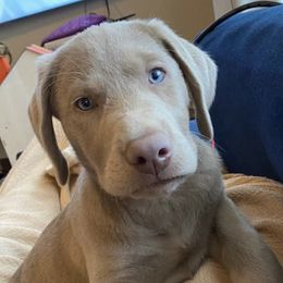 Dilute Retrievers from Calfee Creek Labradors