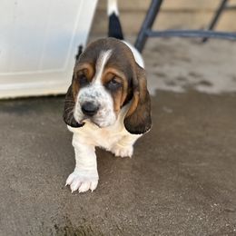 Girl 2 - Basset Hound puppy in Gilbert, Arizona from Redhead Hounds