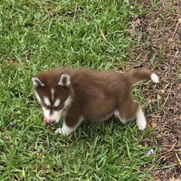 Husky 5 - Red and white female Siberian Husky puppy in Lakeland, Florida from Husky Breeder of Central Florida