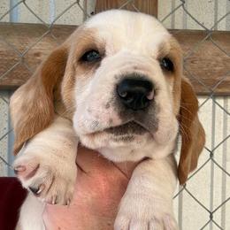 Green collar - Red and white male Basset Hound puppy in Kenansville, Florida from Fancy Hounds